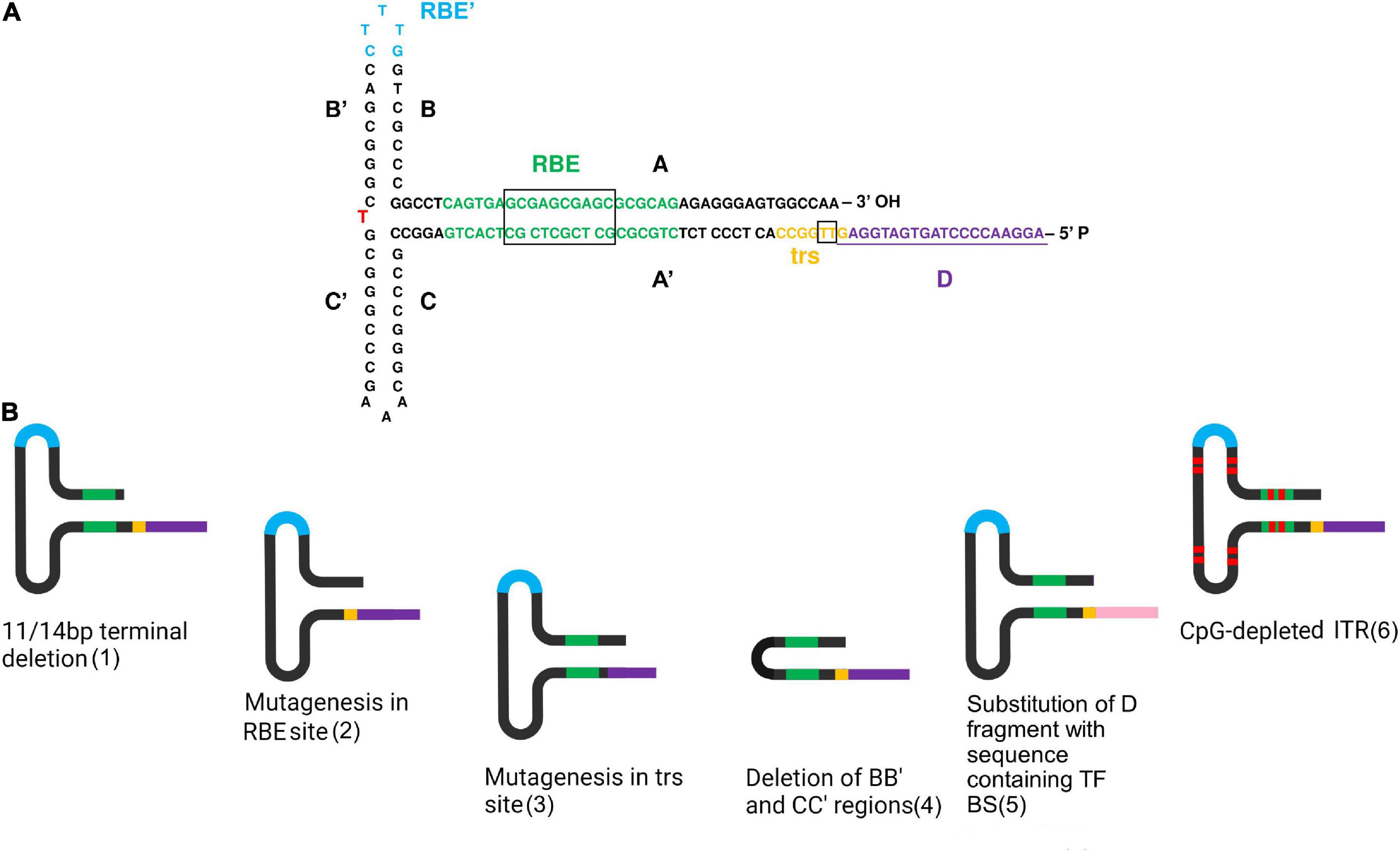 AAV- based vector improvements unrelated to capsid protein modification